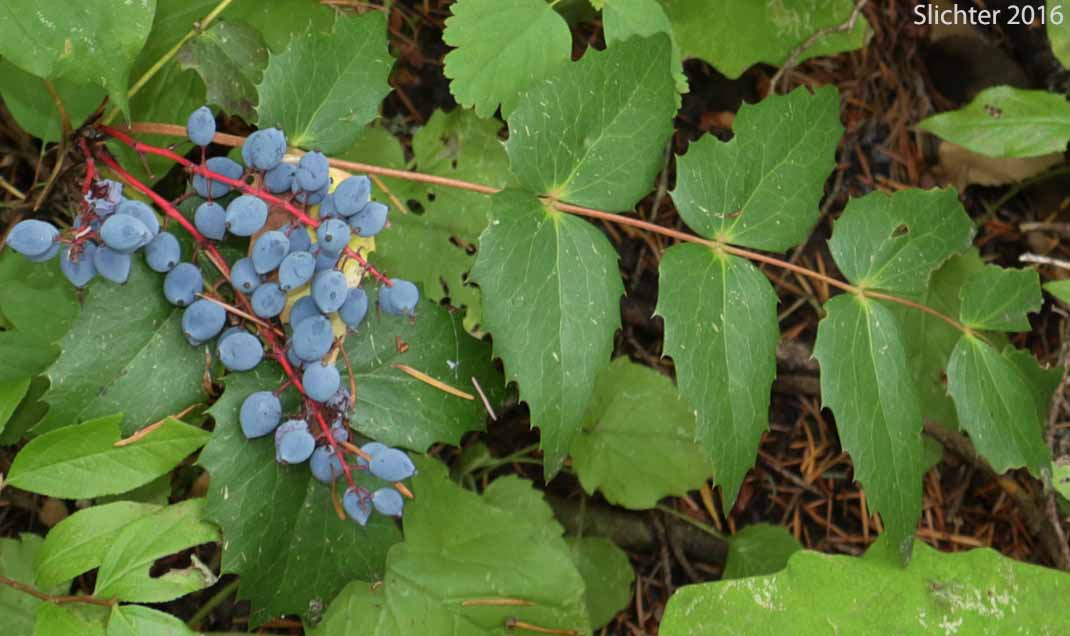 Cascade Oregon Grape, Cascade Oregon-grape, Dull Oregongrape, Long-leaved Oregon Grape: Berberis nervosa (Synonyms: Berberis nervosa var. mendocinensis, Mahonia nervosa, Mahonia nervosa var. mendocinensis, Mahonia nervosa var. nervosa, Odostemon nervosus)