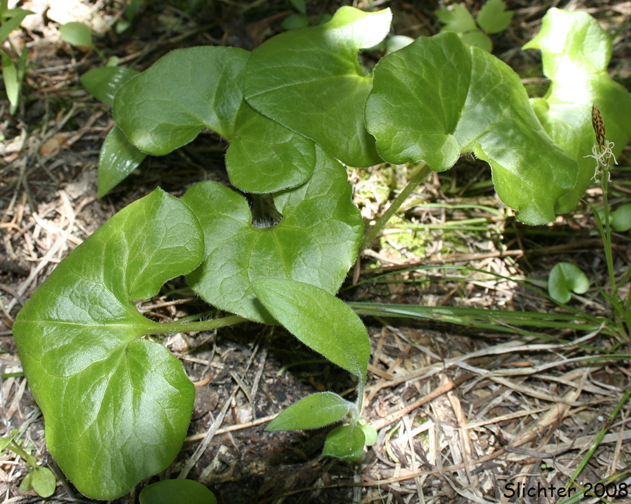 Leaves of Green-flowered Wild Ginger, Wagner's Wild Ginger: Asarum wagneri(Synonym: Asarum caudatum var. viridiflorum)
