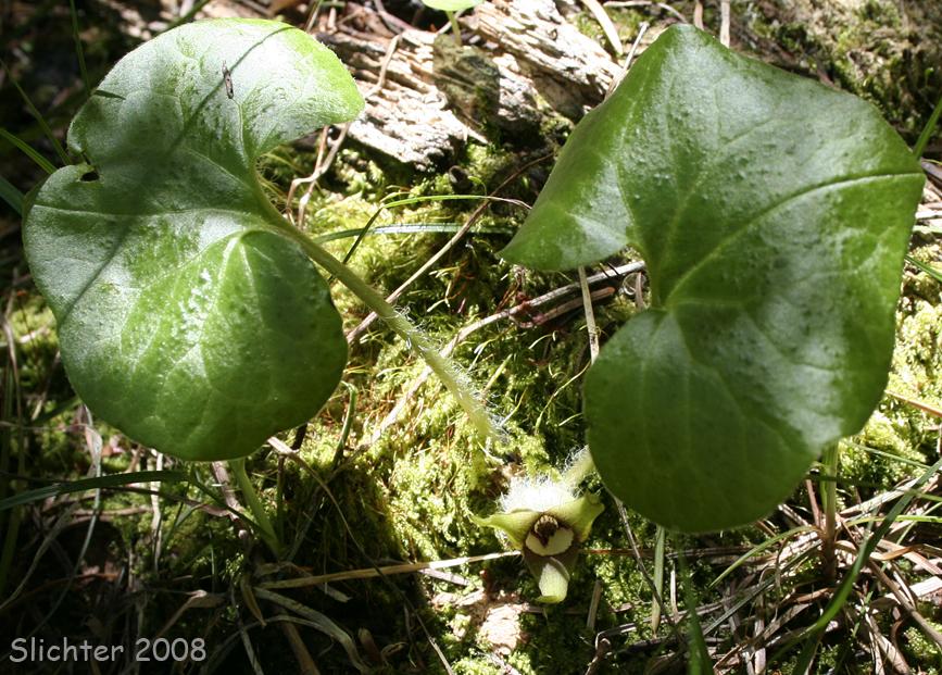 Green-flowered Wild Ginger, Wagner's Wild Ginger: Asarum wagneri(Synonym: Asarum caudatum var. viridiflorum)
