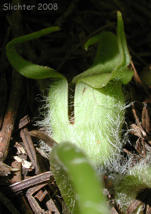 Flower of Green-flowered Wild Ginger, Wagner's Wild Ginger: Asarum wagneri(Synonym: Asarum caudatum var. viridiflorum)