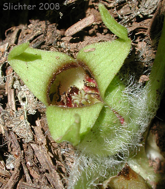 Flower of Green-flowered Wild Ginger, Wagner's Wild Ginger: Asarum wagneri(Synonym: Asarum caudatum var. viridiflorum)