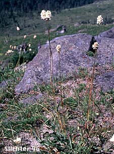 American Bistort, Snakeweed, Mountain Meadow Knotweed, Western Bistort: Bistorta bistortoides (Synonyms: Persicaria bistortoides, Polygonum bistortoides, Polygonum bistortoides var. linearifolium, Polygonum bistortoides var. oblongifolium, Polygonum cephalophorum, Polygonum glastifolium, Polygonum vulcanicum)