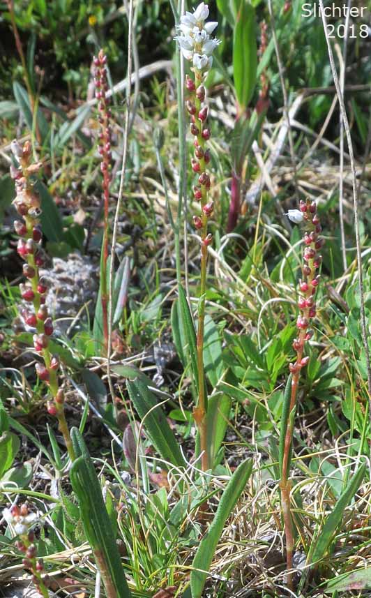 Alpine Bistort, Serpent Grass, Viviparous Bistort: Bistorta vivipara (Synonyms: Bistorta vivipara ssp. macounii, Persicaria vivipara, Polygonum viviparum, Polygonum viviparum var. macounii)
