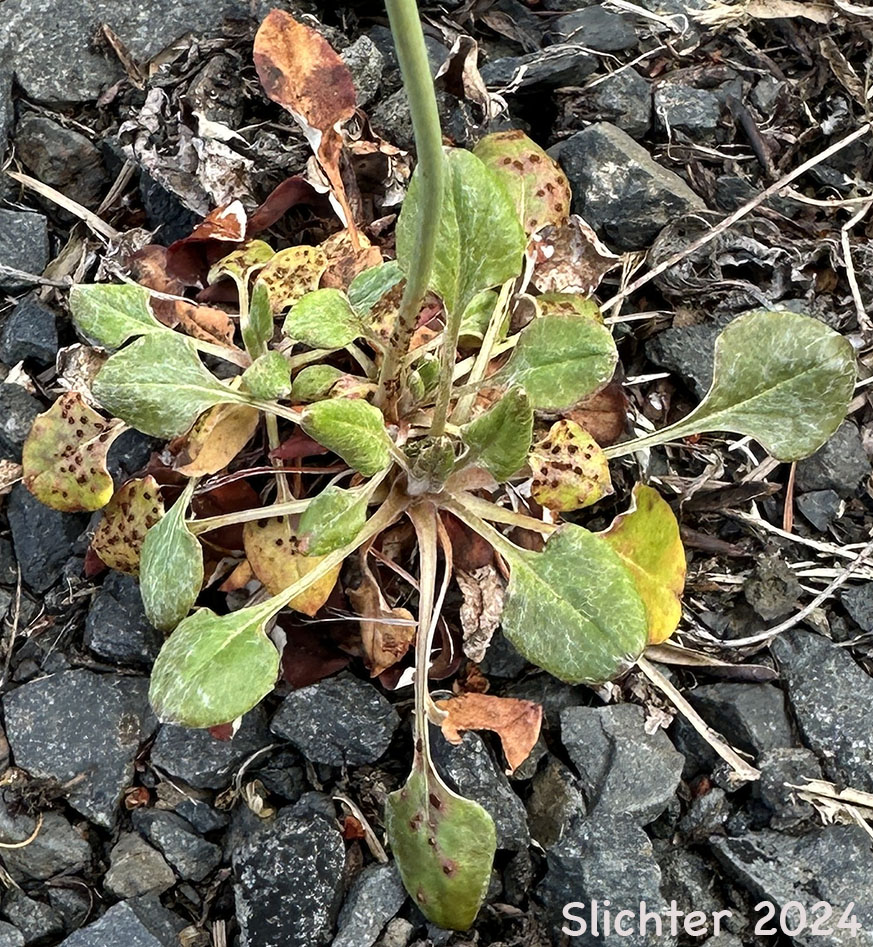 Basal leaves of Barestem Buckwheat, Bare-stem Buckwheat, Naked Buckwheat, Naked Wild Buckwheat, Tall Buckwheat: Eriogonum nudum var. nudum (Synonym: Eriogonum latifolium var. parvulum)