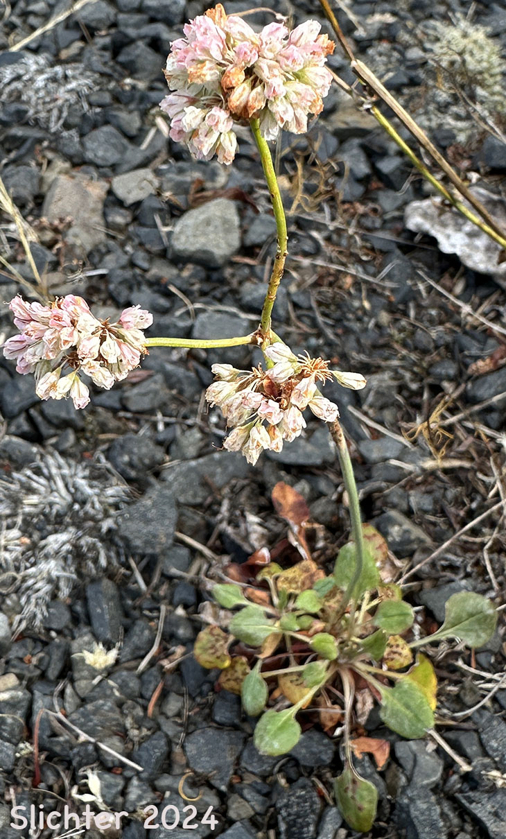Barestem Buckwheat, Bare-stem Buckwheat, Naked Buckwheat, Naked Wild Buckwheat, Tall Buckwheat: Eriogonum nudum var. nudum (Synonym: Eriogonum latifolium var. parvulum)