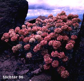 Eriogonum ovalifolium var. nivale from moraine above Cooper Spur, Mt. Hood Wilderness