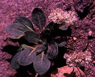 Alpine Buckwheat: Eriogonum pyrolifolium var. coryphaeum