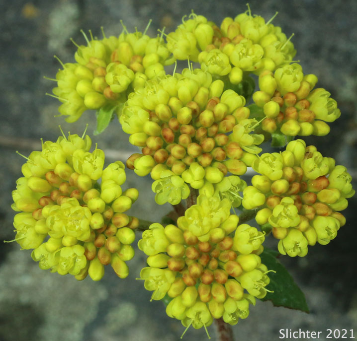 Common Sulphur Flower, Sulphur-flower Buckwheat: Eriogonum umbellatum var. umbellatum