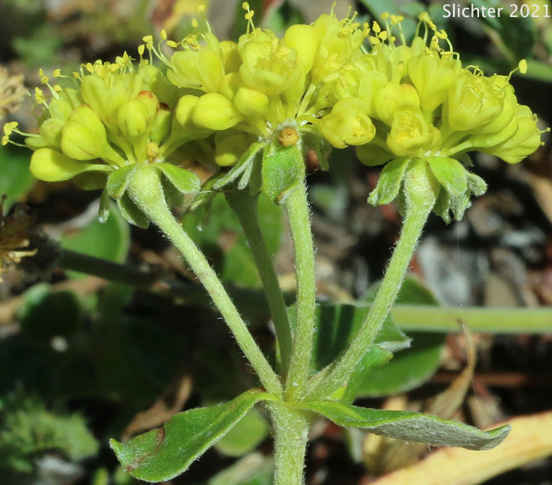Common Sulphur Flower, Sulphur-flower Buckwheat: Eriogonum umbellatum var. umbellatum
