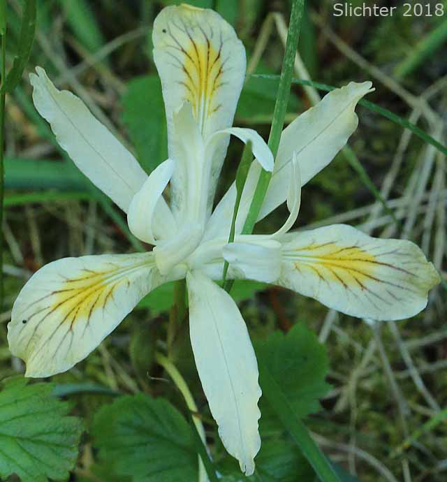 Slender-tubed Iris, Yellow-leaf Iris: Iris chrysophylla (Synonyms: Iris californica, Iris macrosiphon)