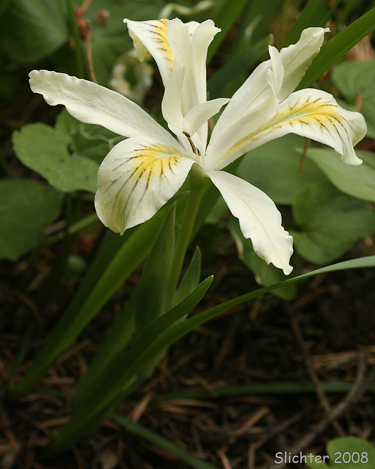 Slender-tubed Iris: Iris chrysophylla