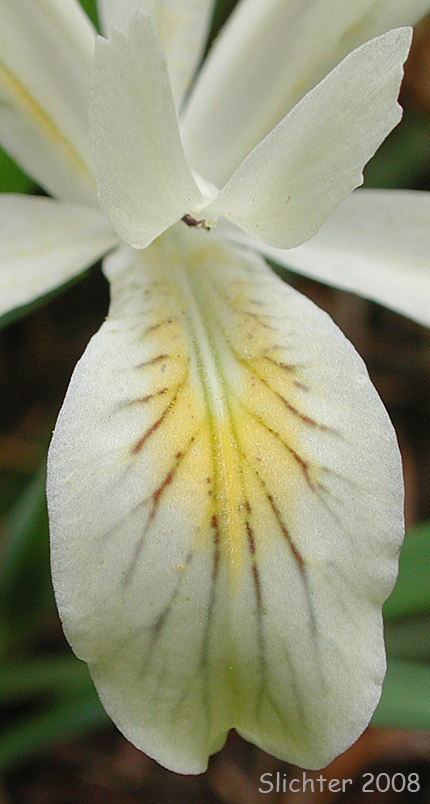 Slender-tubed Iris, Yellow-leaf Iris: Iris chrysophylla (Synonyms: Iris californica, Iris macrosiphon)