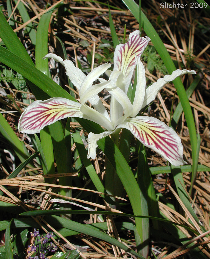 Slender-tubed Iris, Yellow-leaf Iris: Iris chrysophylla (Synonyms: Iris californica, Iris macrosiphon)