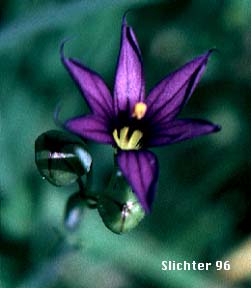 Blue-eyed Grass, Idaho Blue-eyed Grass: Sisyrinchium idahoense var. idahoense (Synonyms: Sisyrinchium angustifolium, Sisyrinchium birameum)