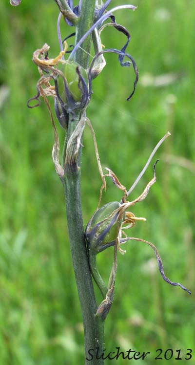 Common Camas: Camassia quamash ssp. quamash (Synonyms: Camassia quamash ssp. teapeae, Camassia quamash var. quamash)