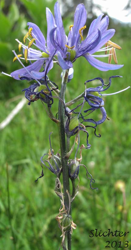 Common Camas: Camassia quamash ssp. quamash (Synonyms: Camassia quamash ssp. teapeae, Camassia quamash var. quamash)
