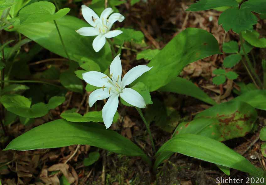 Bead Lily, Bride's Bonnet, Queen's Cup: Clintonia uniflora (Synonyms: Smilacina borealis var. uniflora, Smilacina uniflora)