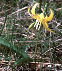 Glacier Lily, Glacier-lily, Pale-anthered Glacier Lily, Pale-anthered Glacier-lily, Yellow Fawn-lily: Erythronium grandiflorum var. pallidum