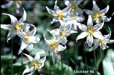 Alpine Fawnlily, Avalanche Lily, White Avalanche-lily: Erythronium montanum