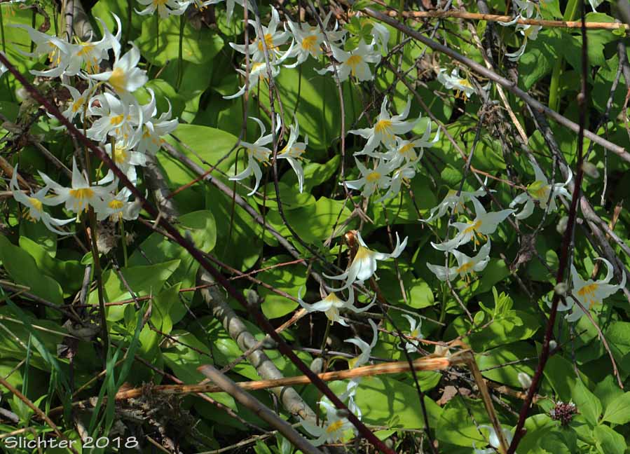 Alpine Fawnlily, Avalinche-lily, Avalanche Lily, White Avalanche-lily: Erythronium montanum