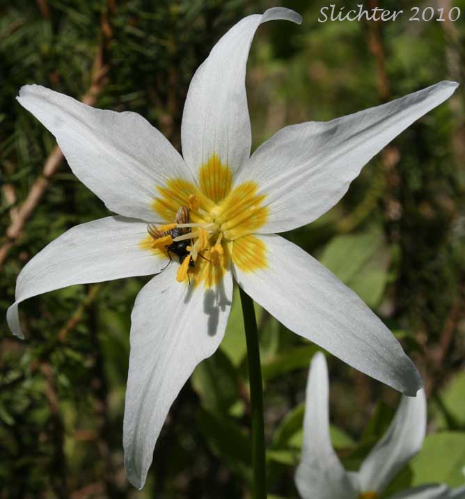 Close-up of the flower of Alpine Fawnlily, Avalanche Lily, White Avalanche-lily: Erythronium montanum