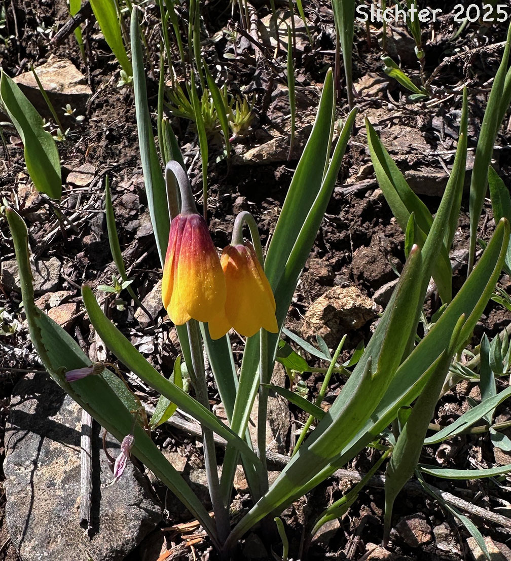 Yellow Bells, Yellow Fritillary, Yellow Missionbells: Fritillaria pudica (Synonyms: Lilium pudicum, Ochrocodon pudicus)