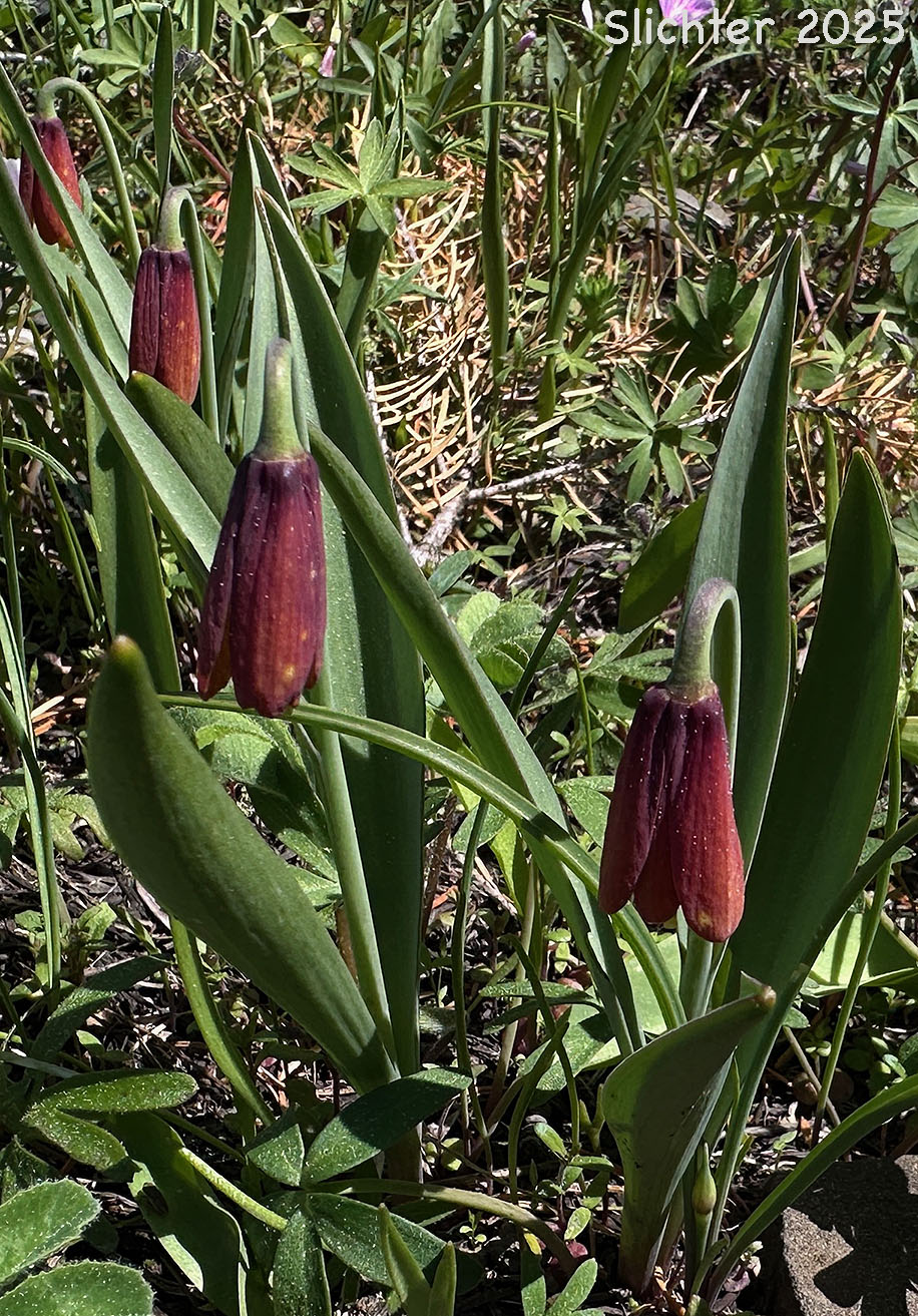 Yellow Bells, Yellow Fritillary, Yellow Missionbells: Fritillaria pudica (Synonyms: Lilium pudicum, Ochrocodon pudicus)
