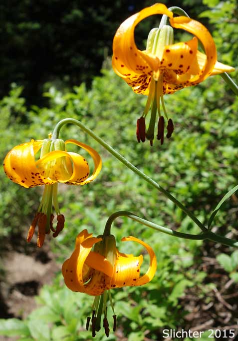 Columbia Lily, Columbian Lily, Oregon Lily: Lilium columbianum (Synonyms: Lilium canadense var. parviflorum, Lilium lucidum, Lilium parviflorum)