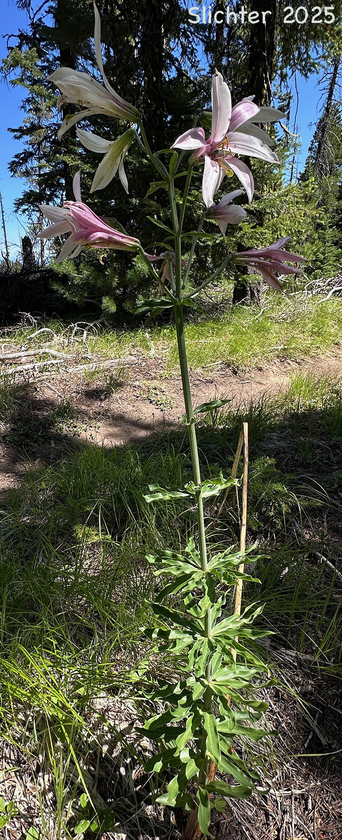 Cascade Lily, Washington Lily, Shasta Lily: Lilium washingtonianum ssp. purpurascens (Synonym: Lilium washingtonianum var. purpurascens)