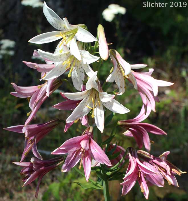Washington Lily, Shasta Lily: Lilium washingtonianum (Synonyms: Lilium washingtonianum ssp. purpurascens, Lilium washingtonianum var. purpurascens)