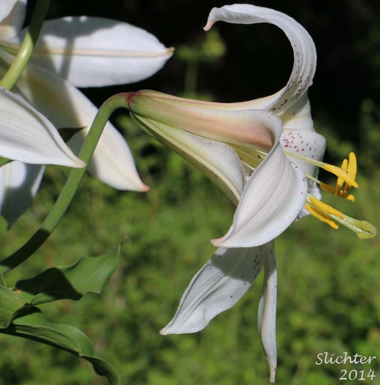 Sideview of the flower of Washington Lily, Shasta Lily: Lilium washingtonianum (Synonyms: Lilium washingtonianum ssp. purpurascens, Lilium washingtonianum var. purpurascens)