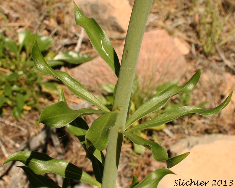 Stem leaves of Washington Lily, Shasta Lily: Lilium washingtonianum (Synonyms: Lilium washingtonianum ssp. purpurascens, Lilium washingtonianum var. purpurascens)