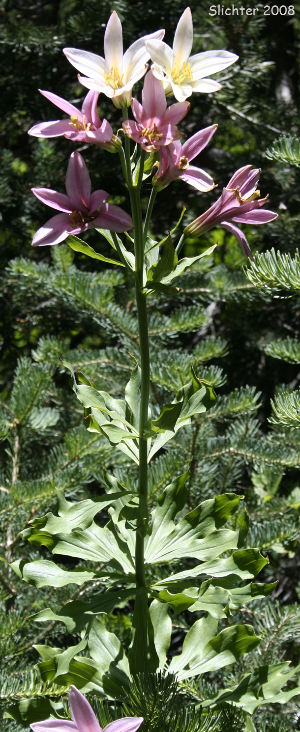 Washington Lily, Shasta Lily: Lilium washingtonianum (Synonyms: Lilium washingtonianum ssp. purpurascens, Lilium washingtonianum var. purpurascens)