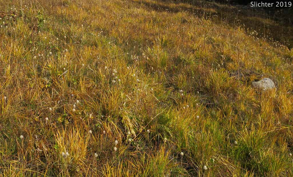 Western False-asphodel, Western Tofieldia: Triantha occidentalis ssp. occidentalis (Synonyms: Tofieldia glutinosa ssp. occidentalis, Tofieldia glutinosa var. occidentalis, Tofieldia occidentalis, Tofieldia occidentalis ssp. occidentalis)