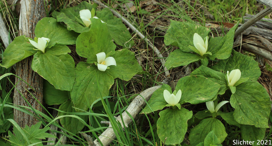 Giant Trillium, Sessile Trillium: Trillium albidum ssp. albidum (Synonym: Trillium chloropetalum)