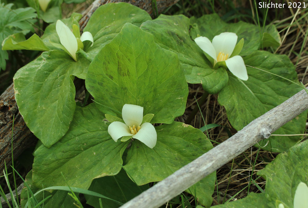Giant Trillium, Sessile Trillium: Trillium albidum ssp. albidum (Synonym: Trillium chloropetalum)