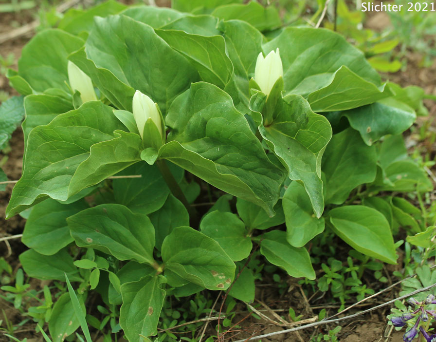 Giant Trillium, Sessile Trillium: Trillium albidum ssp. albidum (Synonym: Trillium chloropetalum)