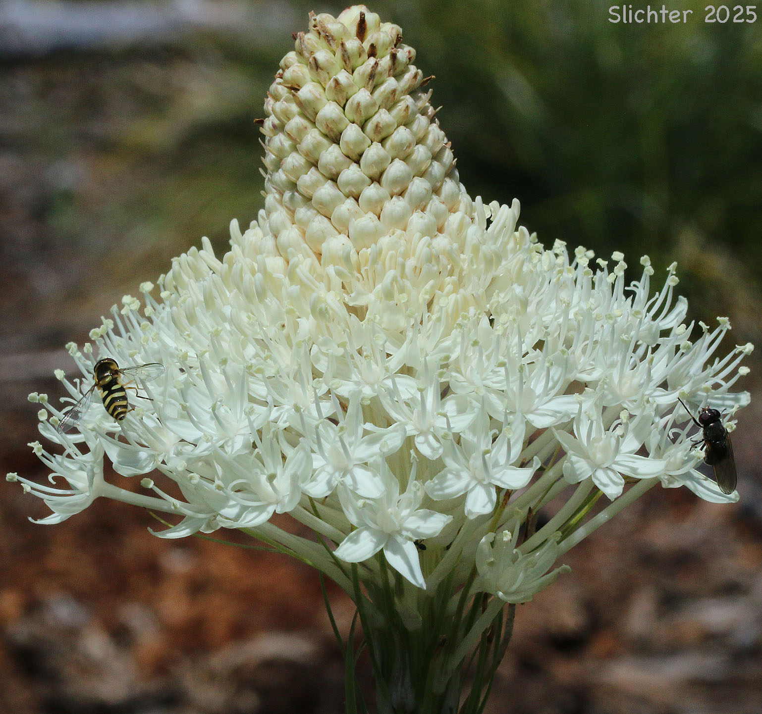 Inflorescence of Bear Grass, Common Beargrass, Western Turkeybeard: Xerophyllum tenax (Synonyms: Helonias tenax, Xerophyllum douglasii)