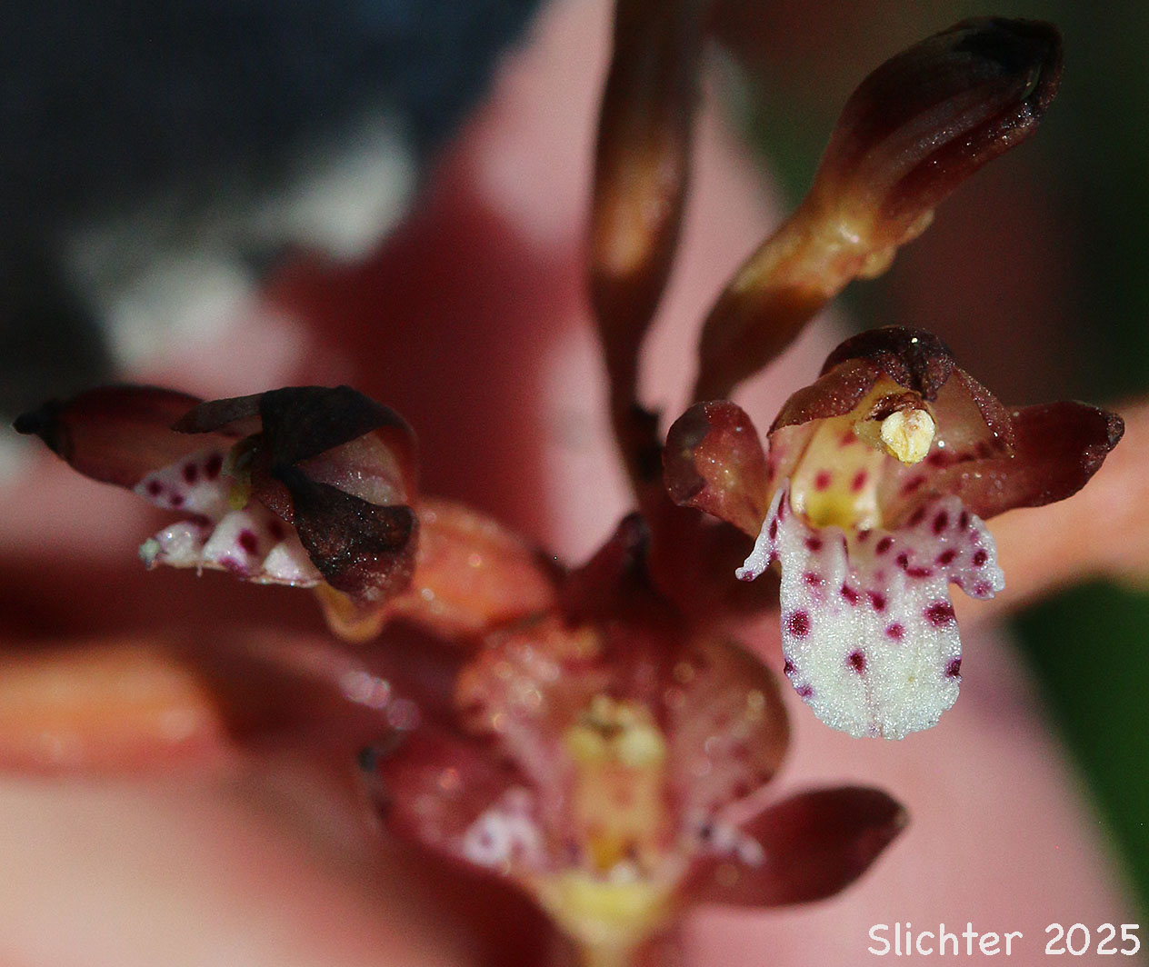 Pacific Coralroot, Spotted Coralroot, Spotted Coral Root, Summer Coralroot: Corallorhiza maculata (Synonyms: Corallorhiza maculata var. immaculata, Corallorhiza maculata var. maculata, Corallorhiza maculata var. occidentalis)