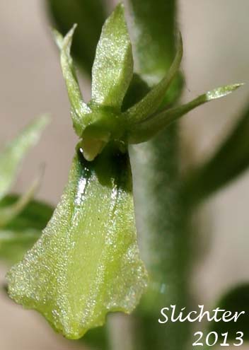 Northwest Twayblade, Northwestern Twayblade, Western Twayblade: Neottia banksiana (Synonyms: Listera banksiana, Listera caurina,  Listera retusa, Neottia caurina, Ophrys caurina)