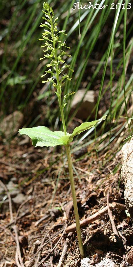Northwest Twayblade, Northwestern Twayblade, Western Twayblade: Neottia banksiana (Synonyms: Listera banksiana, Listera caurina,  Listera retusa, Neottia caurina, Ophrys caurina)
