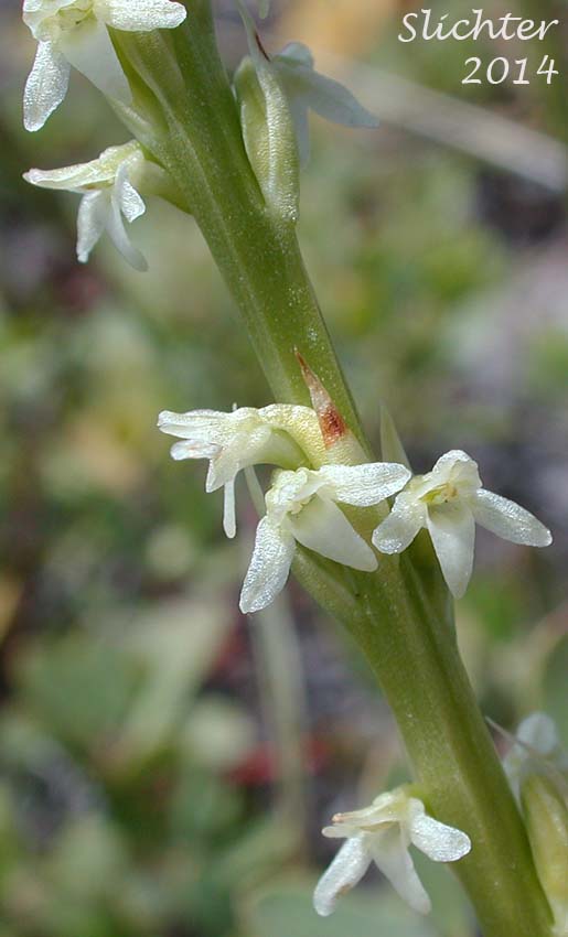 White-flowered Piperia, White-flower Rein Orchid, White-lip Rein Orchid: Platanthera ephemerantha (Synonyms: Habenaria unalascensis, Piperia candida)