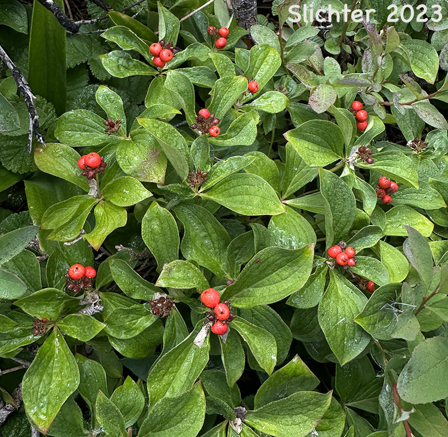Ripe fruits of Bunchberry, Dwarf Cornel, Western Bunchberry: Cornus unalaschkensis (Synonym: Cornus canadensis)