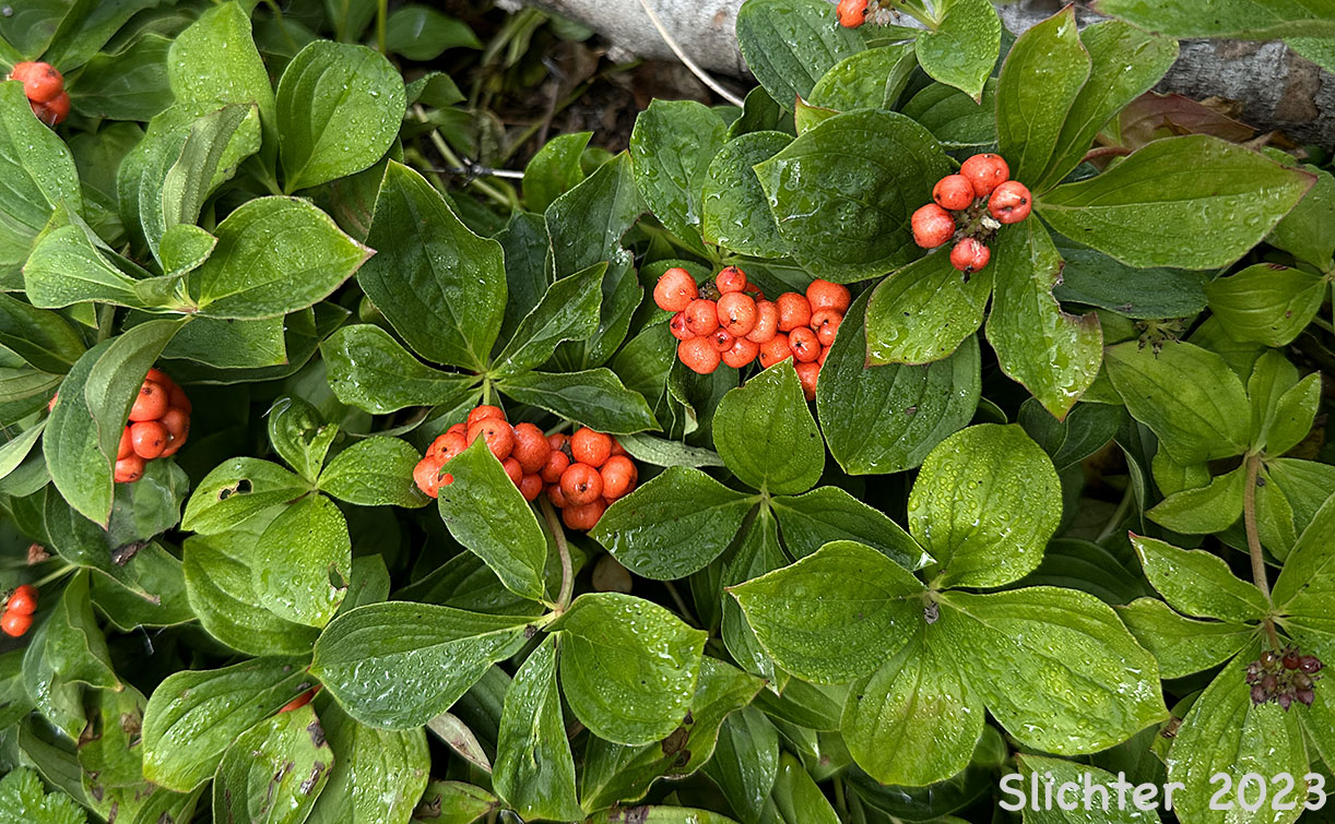 Ripe fruits of Bunchberry, Dwarf Cornel, Western Bunchberry: Cornus unalaschkensis (Synonym: Cornus canadensis)