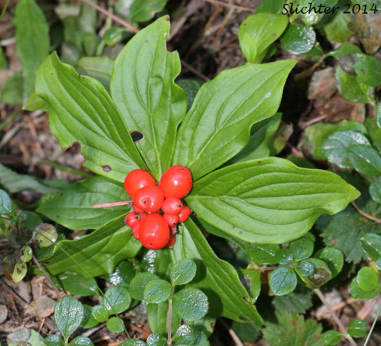Bunchberry, Dwarf Cornel, Western Bunchberry: Cornus unalaschkensis (Synonym: Cornus canadensis)