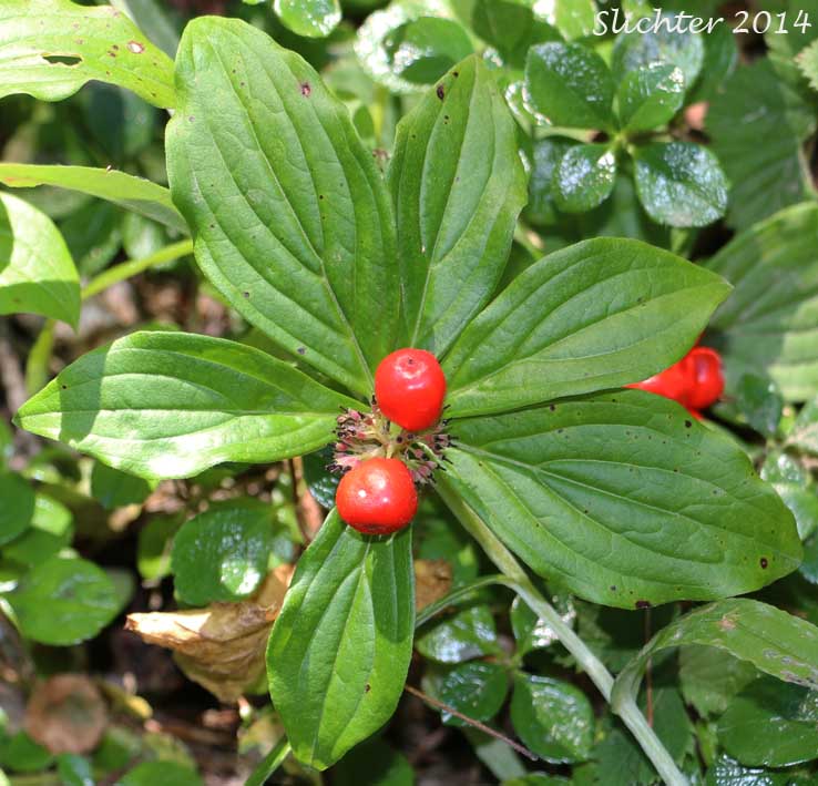 Bunchberry, Dwarf Cornel, Western Bunchberry: Cornus unalaschkensis (Synonym: Cornus canadensis)