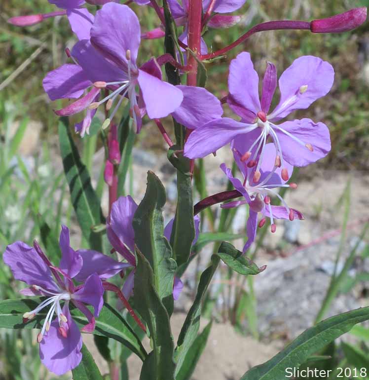 Fireweed, Great Willow-herb: Chamaenerion angustifolium  (Synonyms:Chamerion angustifolium ssp. angustifolium, Chamerion angustifolium ssp. circumvagum, Chamerion angustifolium var. angustifolium, Chamerion angustifolium var. canescens, Chamerion danielsii, Chamerion platyphyllum, Chamerion spicatum, Epilobium angustifolium, Epilobium angustifolium ssp. circumvagum, Epilobium angustifolium ssp. macrophyllum, Epilobium angustifolium var. abbreviatum, Epilobium angustifolium var. canescens, Epilobium angustifolium var. intermedium, Epilobium angustifolium var. macrophyllum, Epilobium angustifolium var. platyphyllum, Epilobium spicatum)