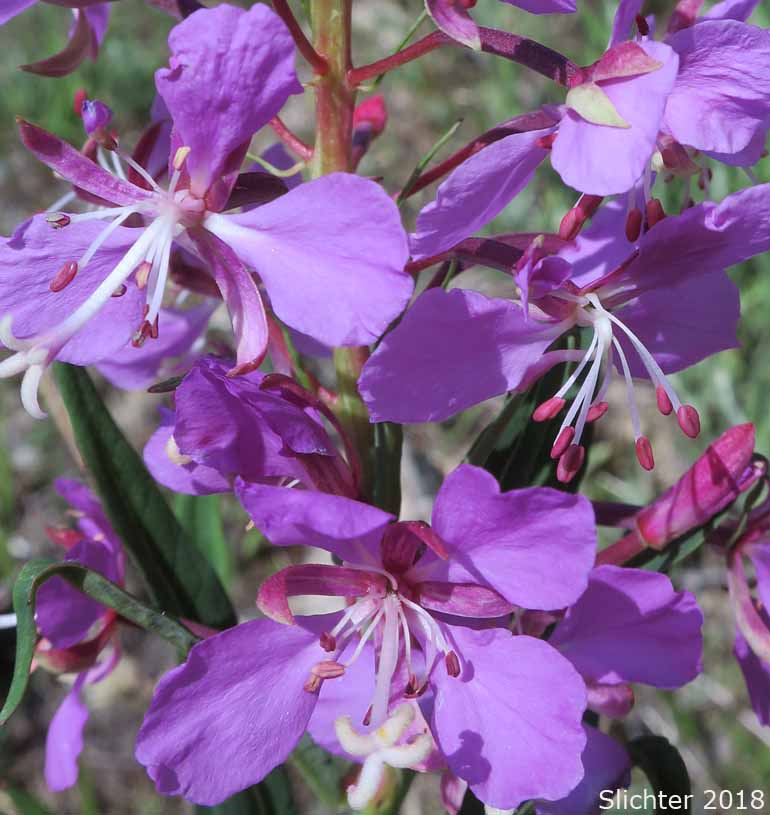 Fireweed, Great Willow-herb: Chamaenerion angustifolium  (Synonyms:Chamerion angustifolium ssp. angustifolium, Chamerion angustifolium ssp. circumvagum, Chamerion angustifolium var. angustifolium, Chamerion angustifolium var. canescens, Chamerion danielsii, Chamerion platyphyllum, Chamerion spicatum, Epilobium angustifolium, Epilobium angustifolium ssp. circumvagum, Epilobium angustifolium ssp. macrophyllum, Epilobium angustifolium var. abbreviatum, Epilobium angustifolium var. canescens, Epilobium angustifolium var. intermedium, Epilobium angustifolium var. macrophyllum, Epilobium angustifolium var. platyphyllum, Epilobium spicatum)
