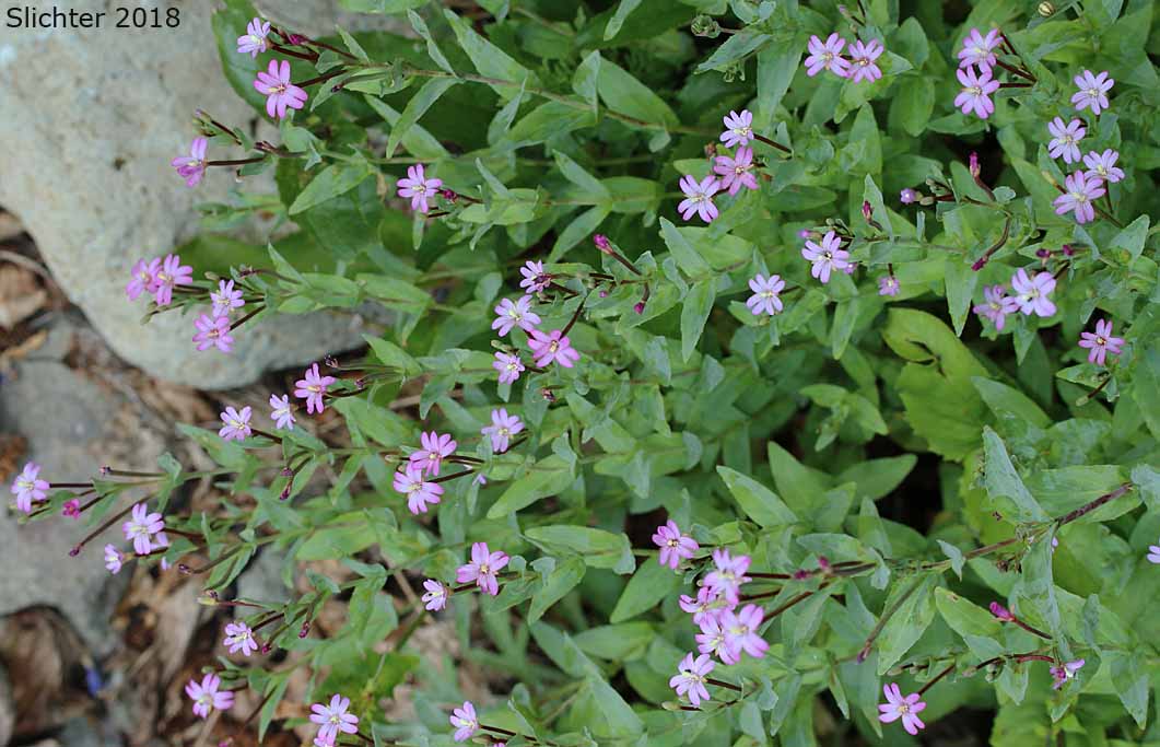 Smooth Willowweed, Glaucus Willowherb: Epilobium glaberrimum ssp. glaberrimum (Synonym: Epilobium glaberrimum var. glaberrimum)