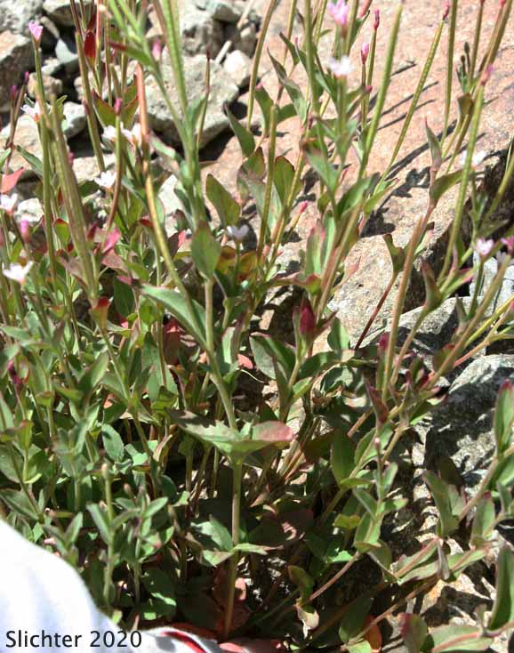 Smooth Willowweed, Glaucous Willowherb: Epilobium glaberrimum ssp. glaberrimum (Synonym: Epilobium glaberrimum var. glaberrimum)